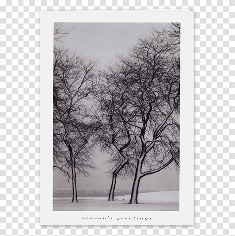 Picture Of Snow Blown Trees Greeting Card, Blizzard, Winter, Storm, Nature Transparent Png