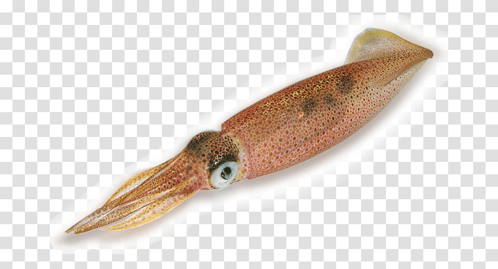 Picture Of Squid, Seafood, Sea Life, Animal Transparent Png