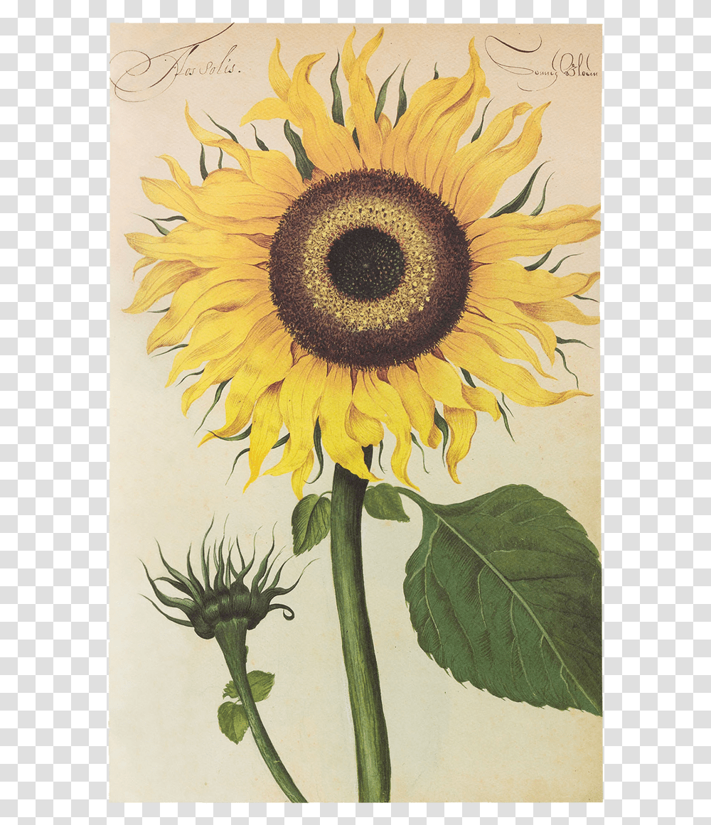 Picture Of Sunflower Flower Plates De Geest Erbario Girasole, Plant, Blossom, Bird, Animal Transparent Png