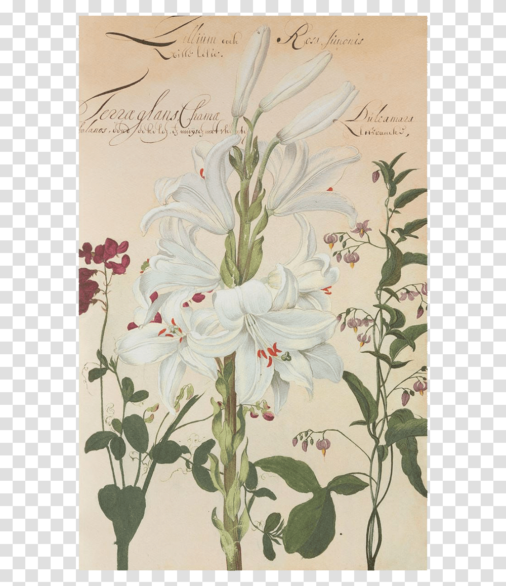 Picture Of White Lily Flower Plates De Geest Giglio Botanica, Floral Design, Pattern Transparent Png