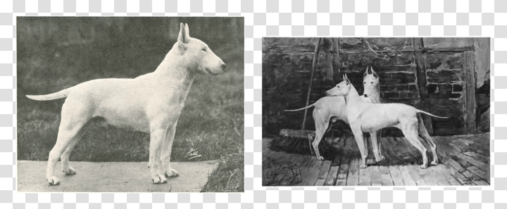 Picture Old English White Terrier, Dog, Canine, Animal, Mammal Transparent Png