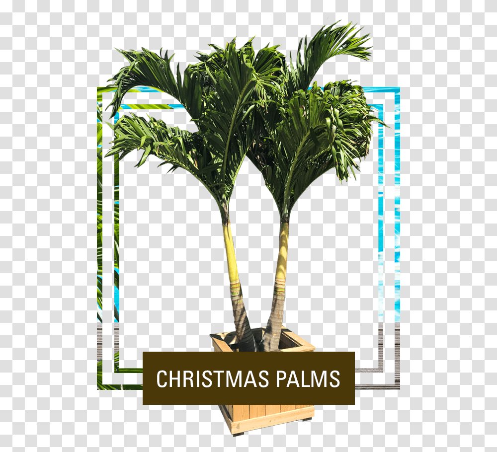 Picture Palm Tree, Plant, Outdoors, Vegetation, Woodland Transparent Png