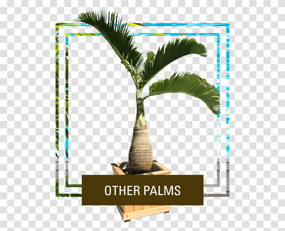 Picture Palm Trees, Plant, Arecaceae, Produce, Food Transparent Png