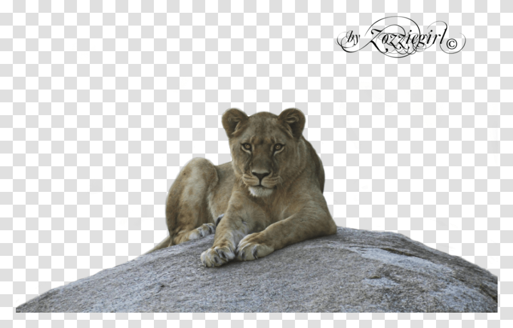 Picture Pauline Bond Lioness, Wildlife, Mammal, Animal, Bird Transparent Png