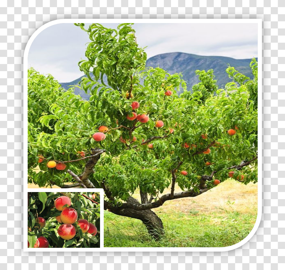 Picture Peach Trees, Plant, Fruit, Food, Produce Transparent Png