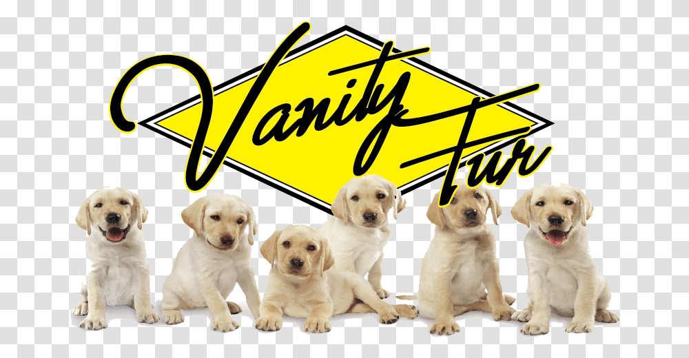 Picture Perros Bebes, Canine, Mammal, Animal, Dog Transparent Png