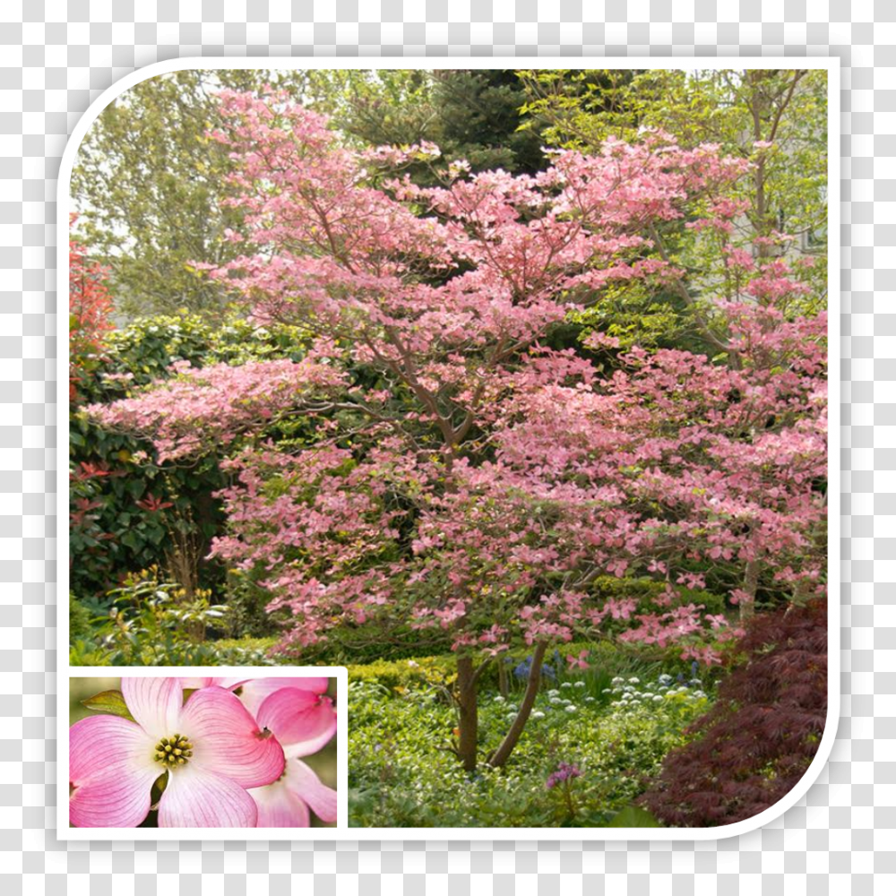 Picture Pink Dogwood, Plant, Flower, Petal, Outdoors Transparent Png
