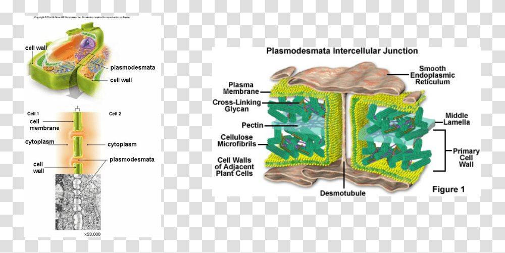 Picture Plant Cell Membrane And Wall, Vegetation, Outdoors, Flyer Transparent Png