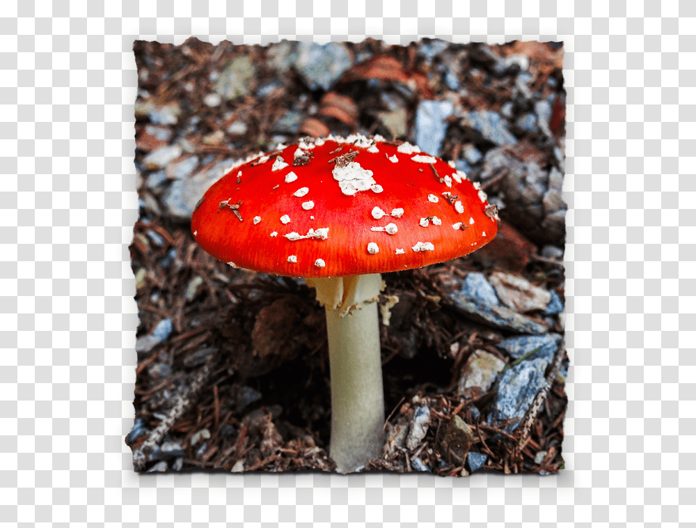 Picture Poison, Fungus, Plant, Amanita, Agaric Transparent Png