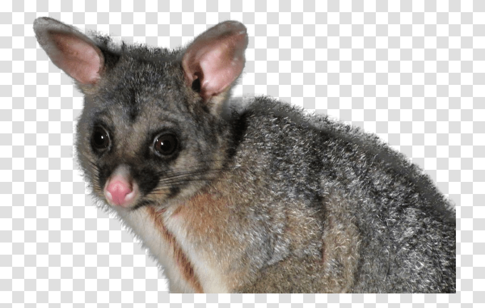 Picture Possums, Rat, Rodent, Mammal, Animal Transparent Png