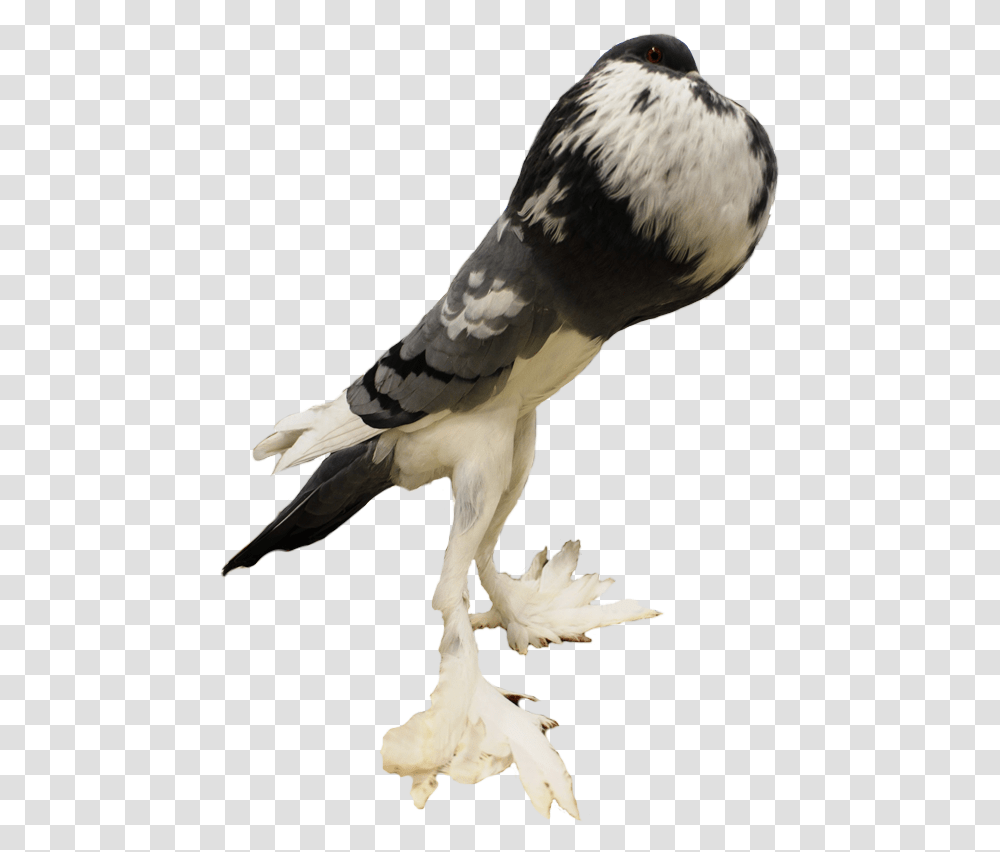Picture Pouter Pigeon, Bird, Animal, Dove, Kite Bird Transparent Png