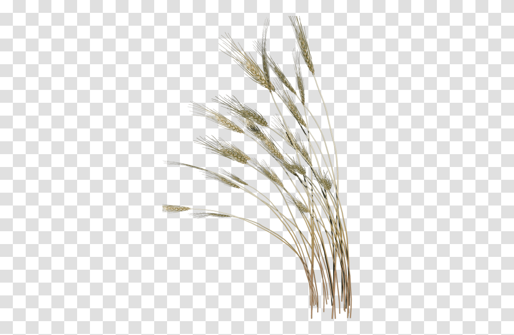 Picture Reed, Grass, Plant, Lawn, Bird Transparent Png