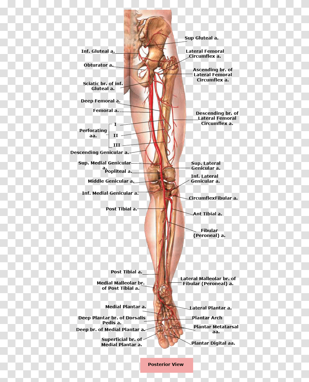 Picture Royalty Free Stock Anatomical Drawing Femur Body Parts Legs Name, Veins, Plot, Diagram, Torso Transparent Png