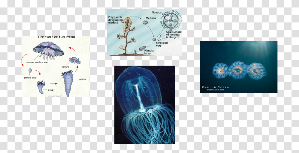 Picture, Sea Life, Animal, Invertebrate, Jellyfish Transparent Png