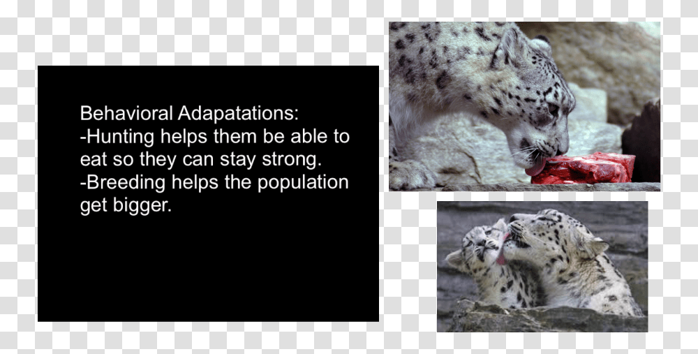 Picture, Snow Leopard, Panther, Wildlife, Mammal Transparent Png