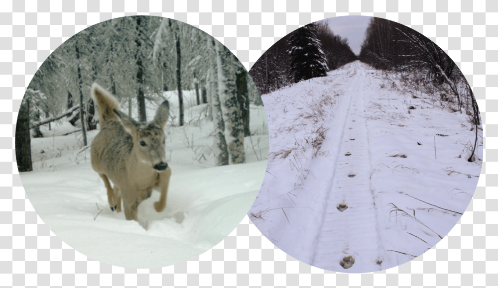 Picture Snow, Nature, Outdoors, Deer, Wildlife Transparent Png