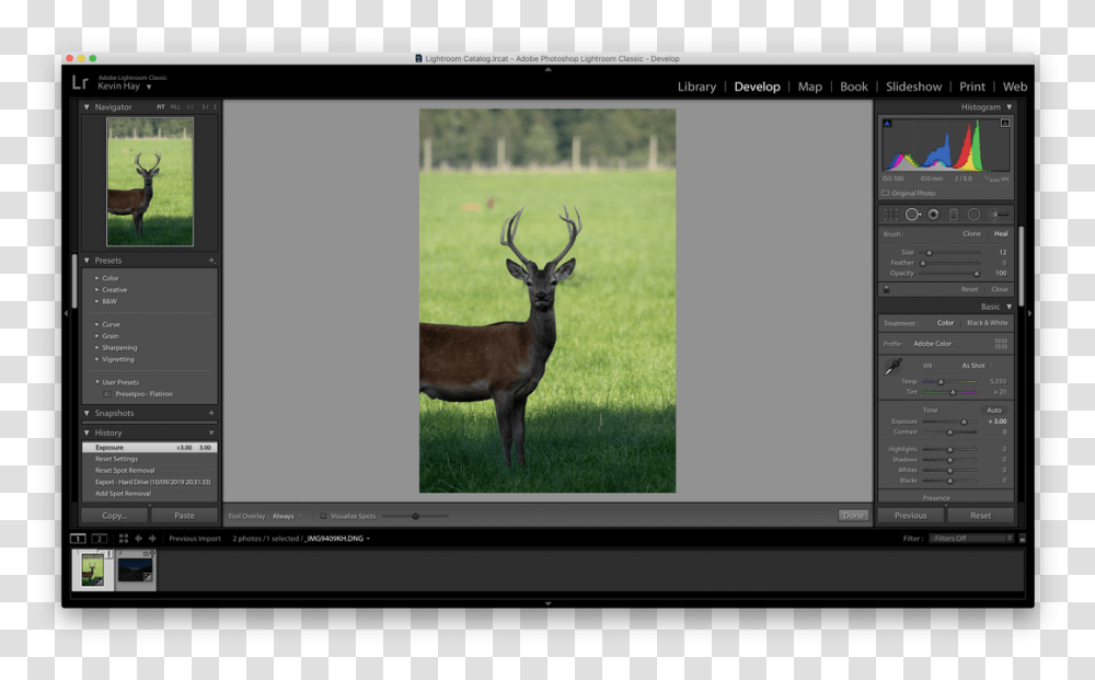 Picture Special Effects Tab In Camera Raw, Antelope, Wildlife, Mammal, Animal Transparent Png