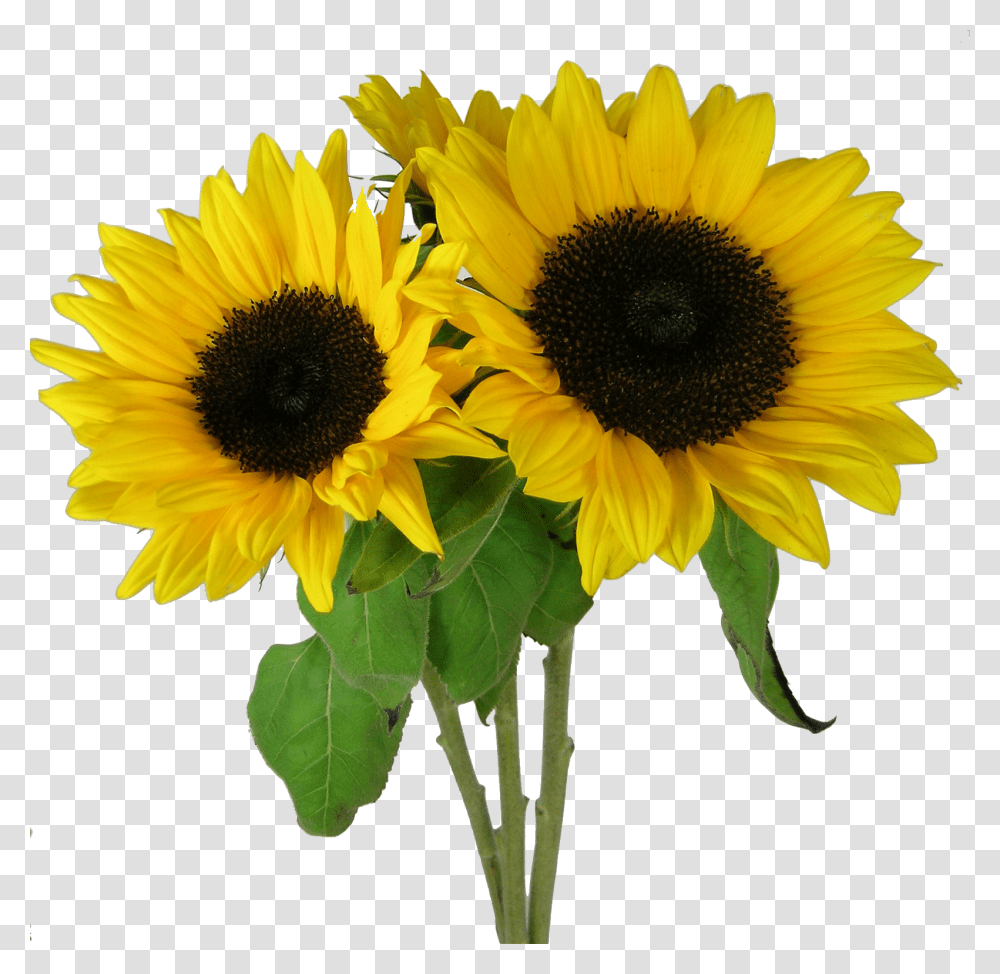 Picture Sunflower Corn Beans Squash And Sunflowers, Plant, Blossom, Flower Arrangement, Daisy Transparent Png