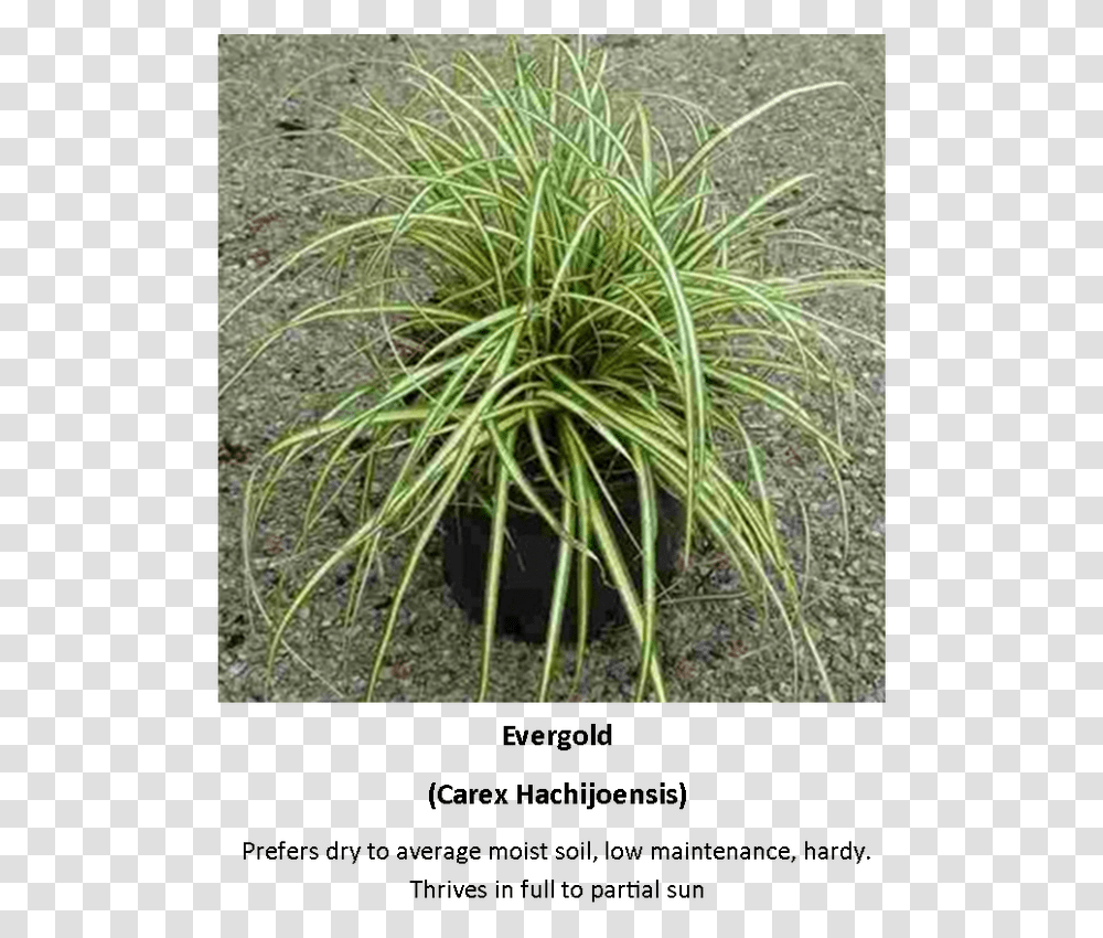 Picture Sweet Grass, Plant, Bush, Vegetation, Soil Transparent Png