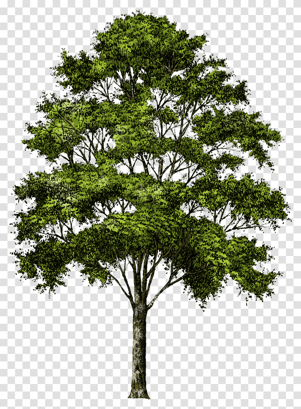 Picture Tree Download Hd Clipart Background Tree, Plant, Tree Trunk, Cross Transparent Png