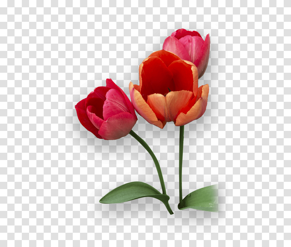 Picture Tulip, Plant, Flower, Blossom, Petal Transparent Png