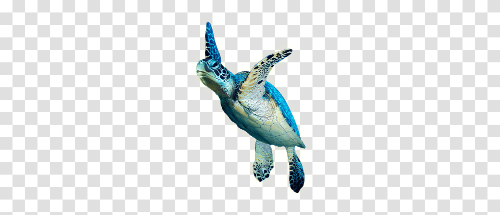 Picture Turtle, Tortoise, Reptile, Sea Life, Animal Transparent Png