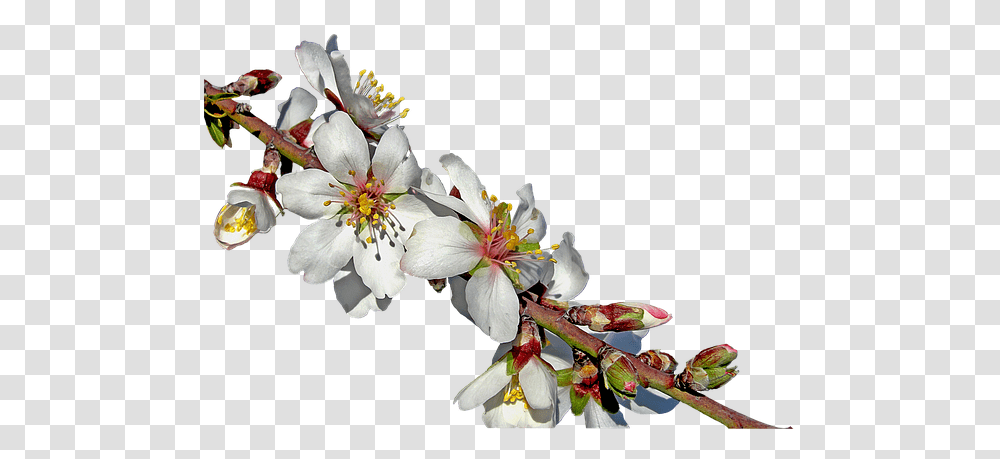 Picture V37 Lh 85 3d Blooming Branch Blooming Almonds Tree, Plant, Flower, Blossom, Pollen Transparent Png