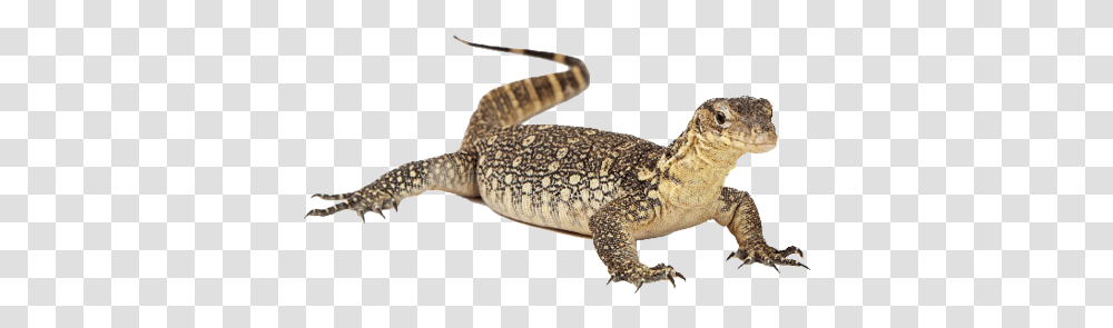 Picture Water Monitor Lizard, Reptile, Animal, Amphibian, Wildlife Transparent Png