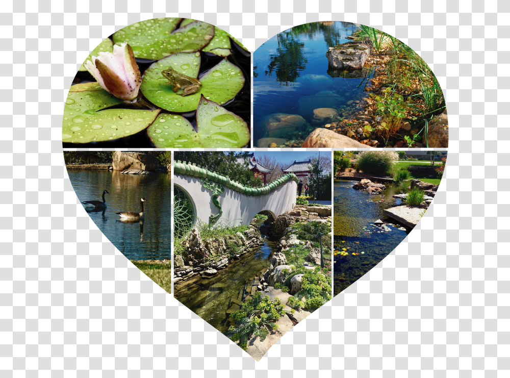 Picture, Water, Plant, Outdoors, Nature Transparent Png