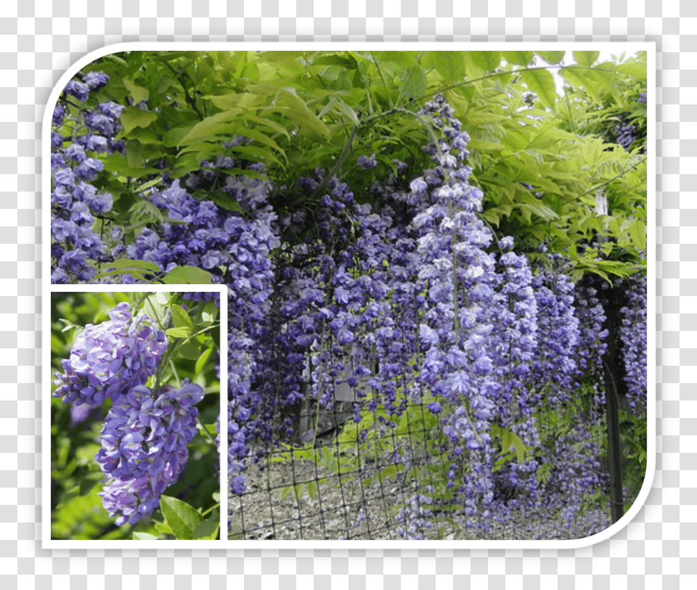 Picture Wisteria Floribunda Royal Purple, Plant, Flower, Blossom, Lupin Transparent Png