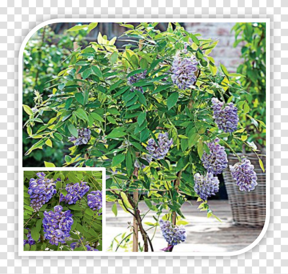 Picture Wisteria, Plant, Flower, Blossom, Lilac Transparent Png
