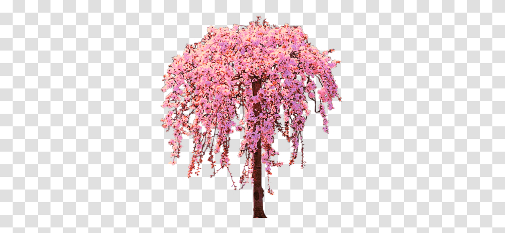 Picture Wisteria, Plant, Flower, Blossom, Panoramic Transparent Png