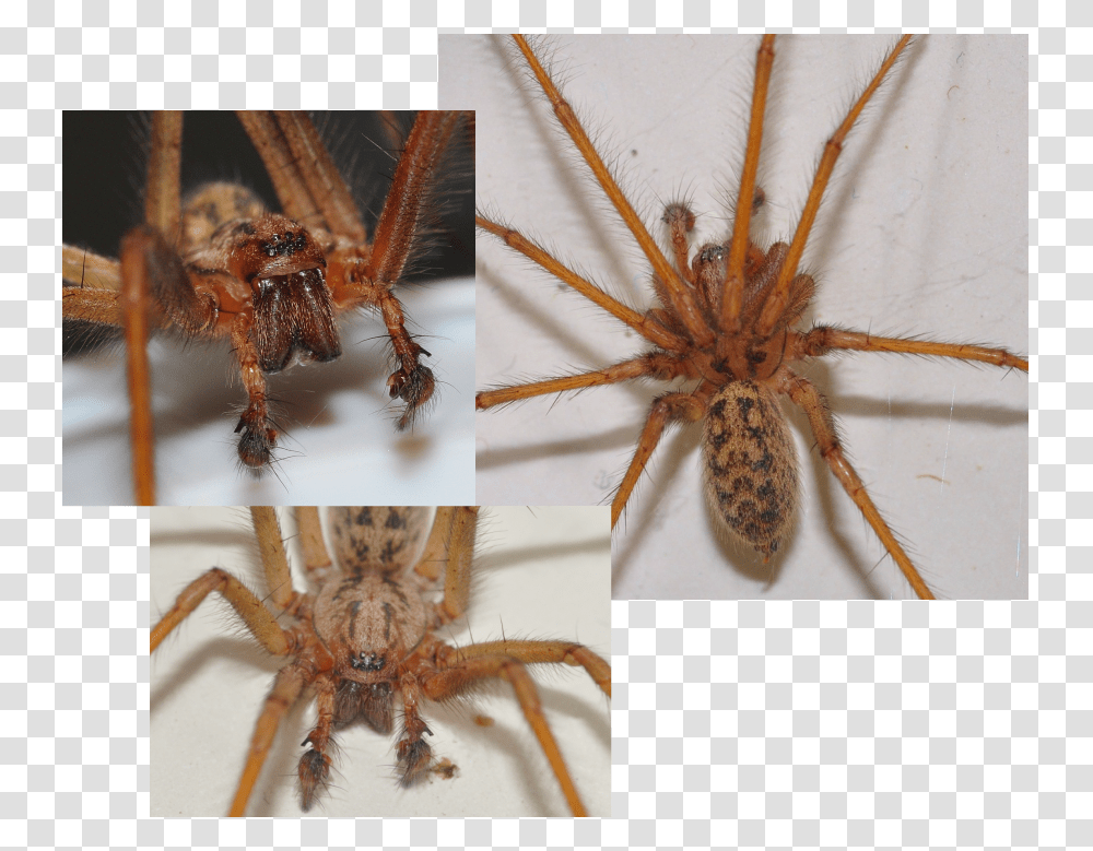 Picture Wolf Spider, Invertebrate, Animal, Arachnid, Garden Spider Transparent Png