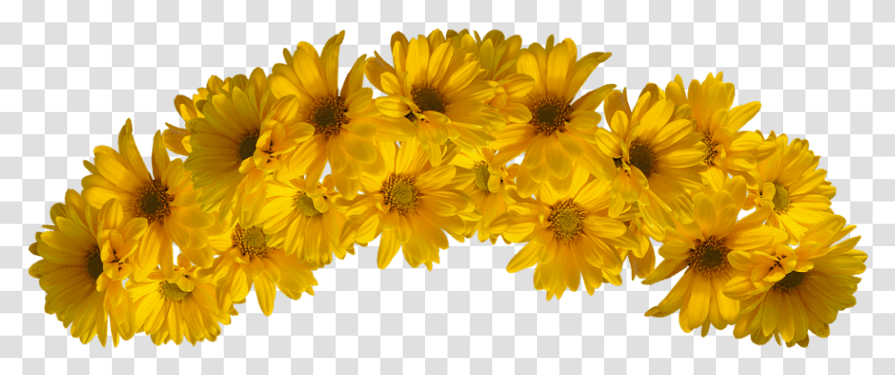 Picture Yellow Flower Crown, Plant, Blossom, Daisy, Daisies Transparent Png