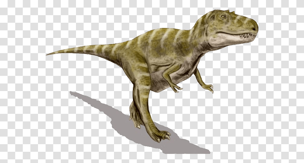 Pictures 2 Image, Dinosaur, Reptile, Animal, T-Rex Transparent Png