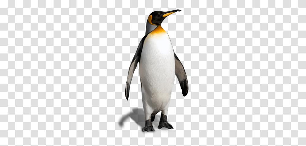 Pictures Free Penguin Clipart, King Penguin, Bird, Animal Transparent Png