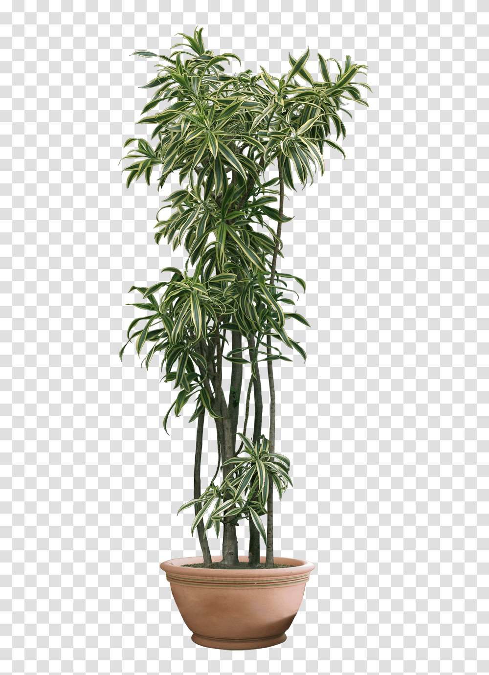 Pictures Indoor Plant Background, Leaf, Tree, Palm Tree, Arecaceae Transparent Png