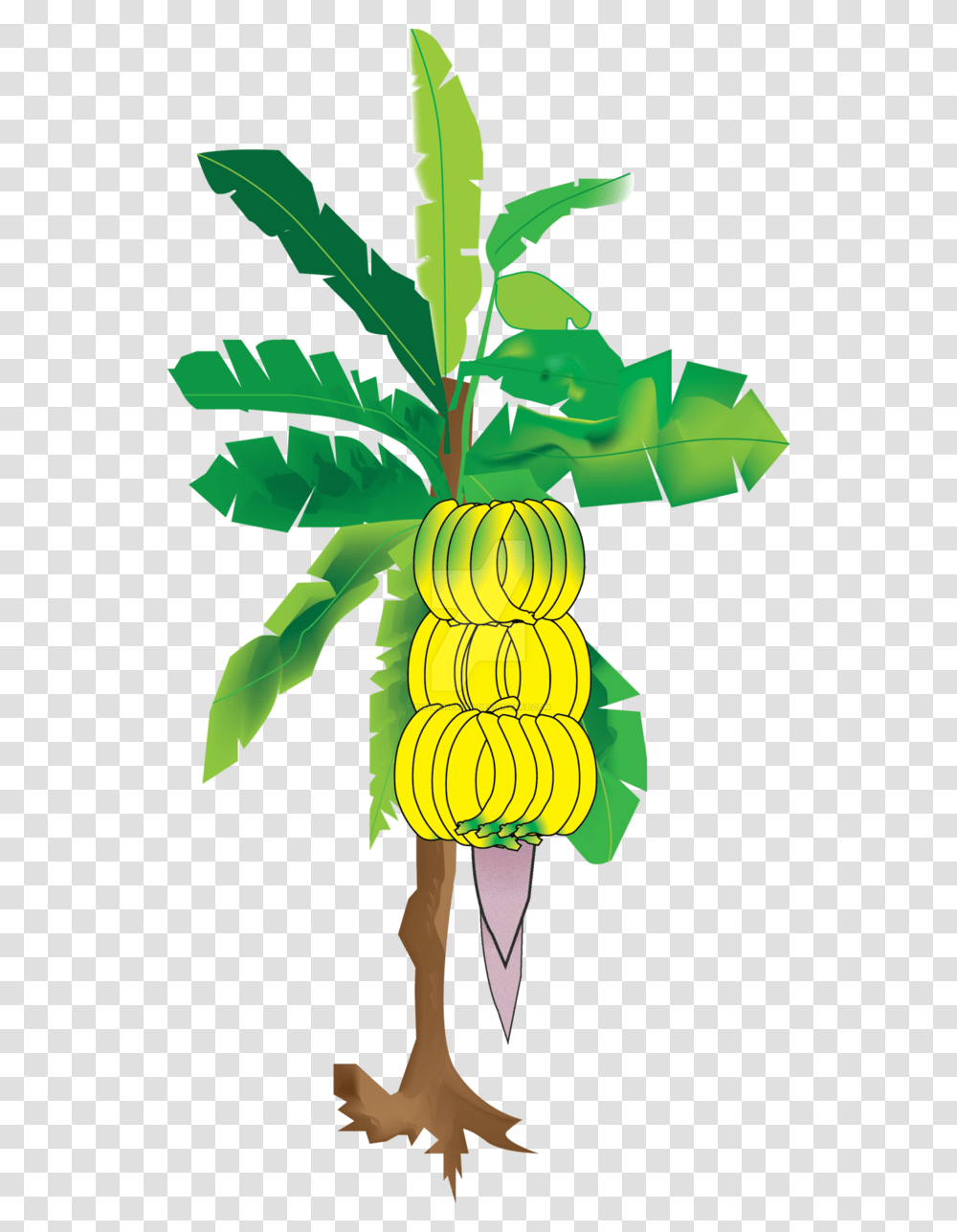 Pictures Of Banana Tree Images For Wedding, Plant, Fruit, Food Transparent Png