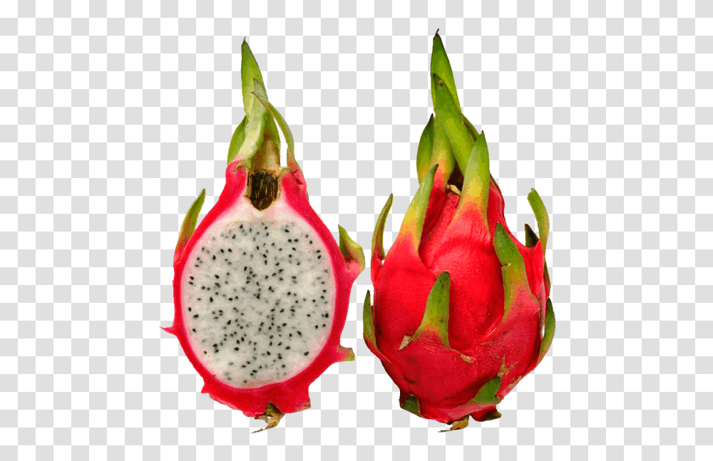 Pictures Of Dragon Fruit Clipart, Plant, Food, Flower, Bird Transparent Png