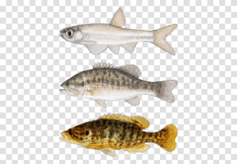Pictures Of Fishes Fallout Fish, Animal, Perch, Carp Transparent Png