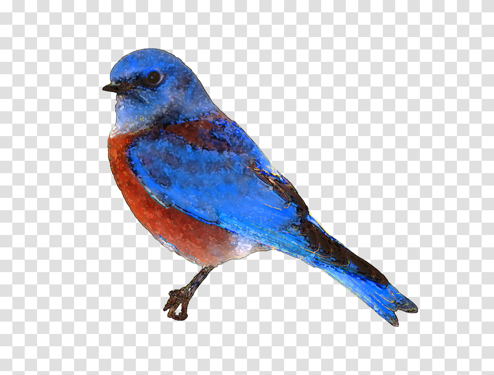 Pictures Of Flying Blue Bird Clip Art, Jay, Animal, Bluebird, Blue Jay Transparent Png