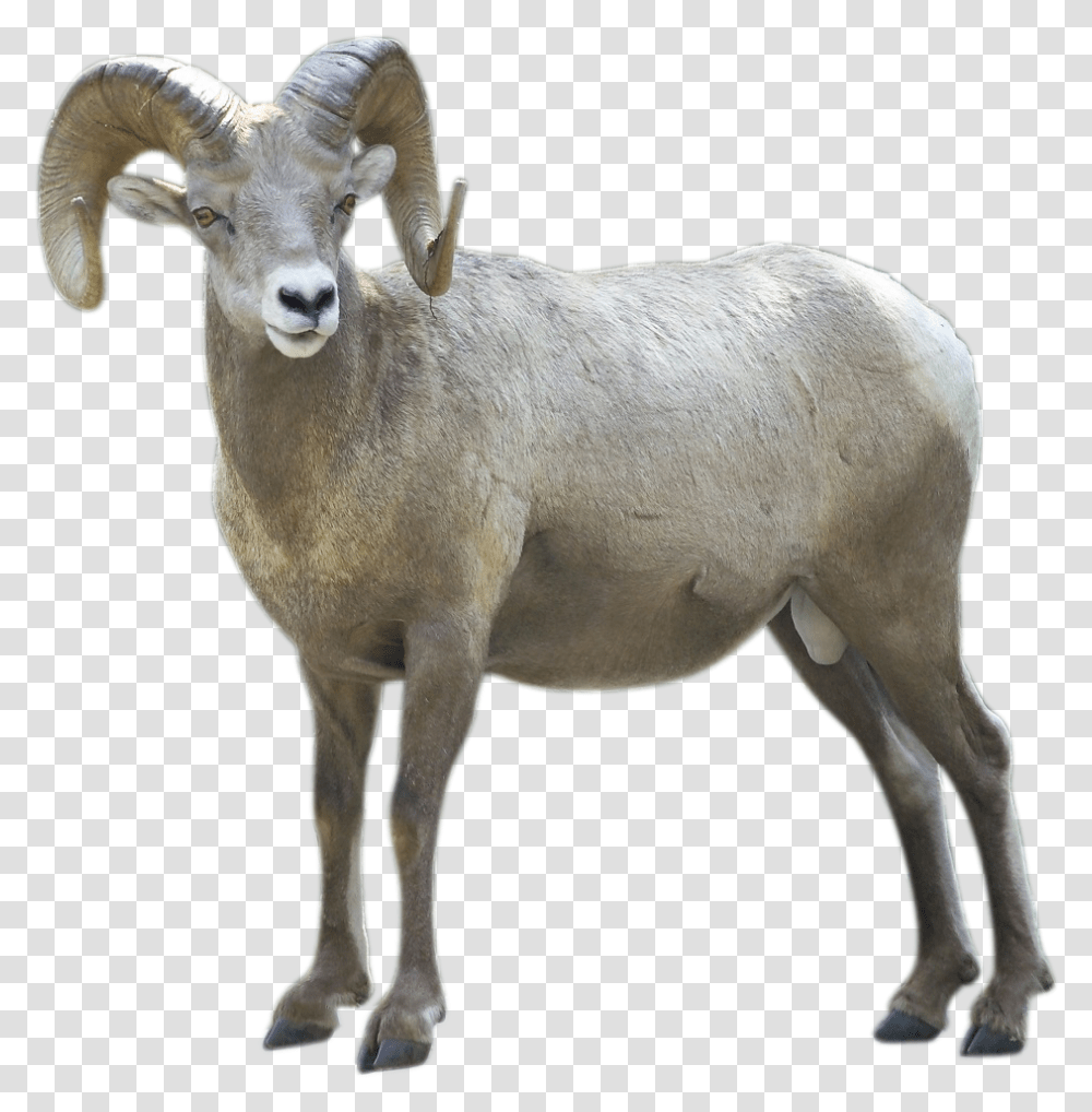 Pictures Of Pictures, Mountain Goat, Wildlife, Animal, Mammal Transparent Png