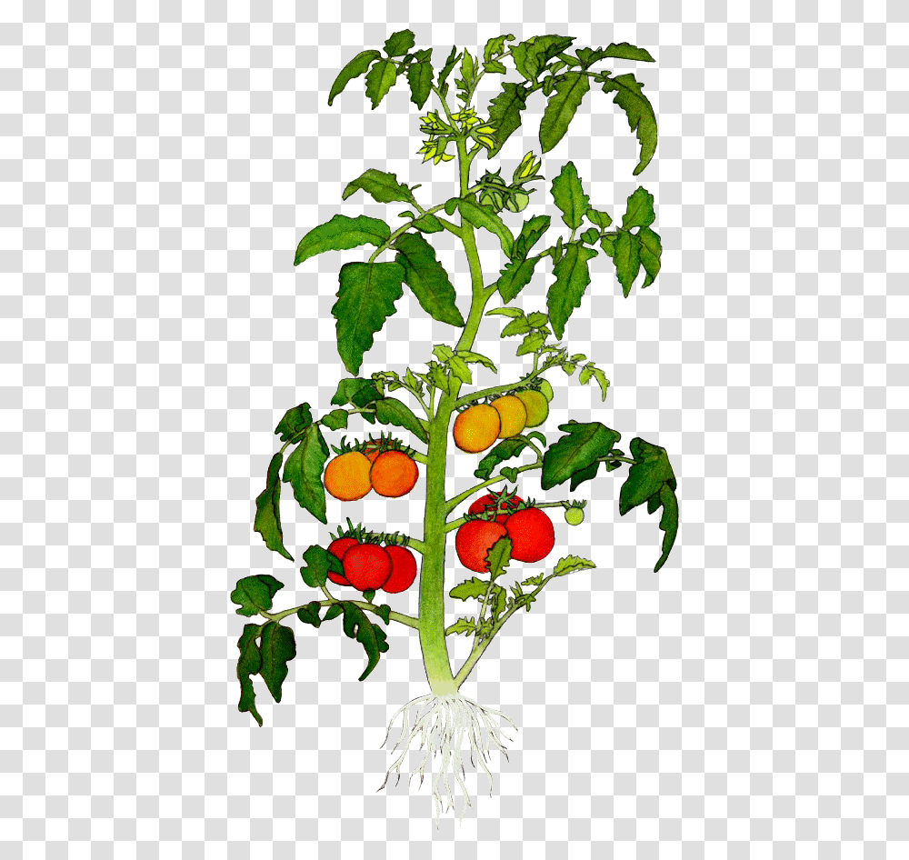 Pictures Of Potted Plants Tomato Plant Tissue Diagram, Fruit, Food, Produce, Apricot Transparent Png