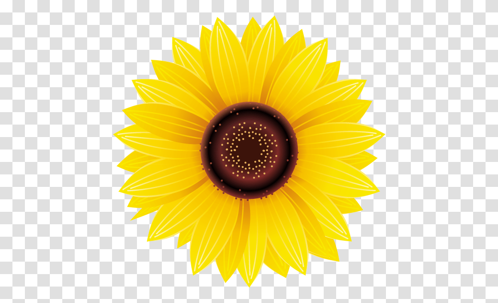 Pictures Of Sunflower Flowers Sunflower Sticker, Plant, Blossom Transparent Png