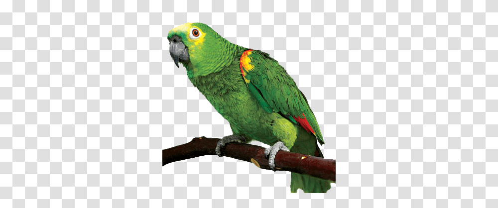 Pictures Parrot, Bird, Animal, Macaw, Parakeet Transparent Png