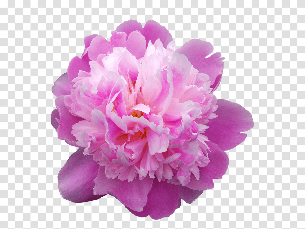 Picturesque Peonies Peonia, Plant, Peony, Flower, Blossom Transparent Png