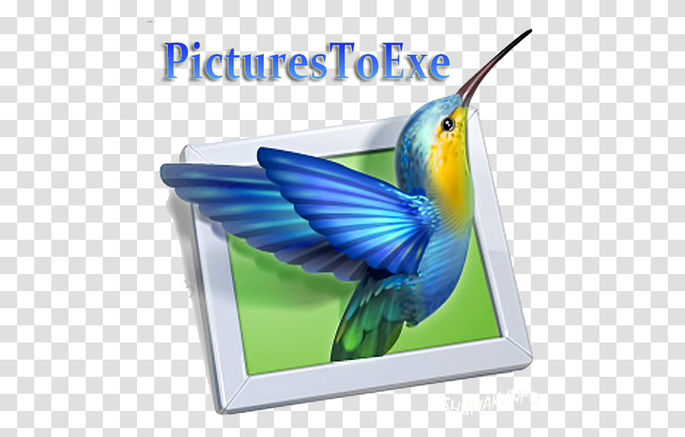 Picturestoexe Av Studio, Bird, Animal, Bluebird, Hummingbird Transparent Png