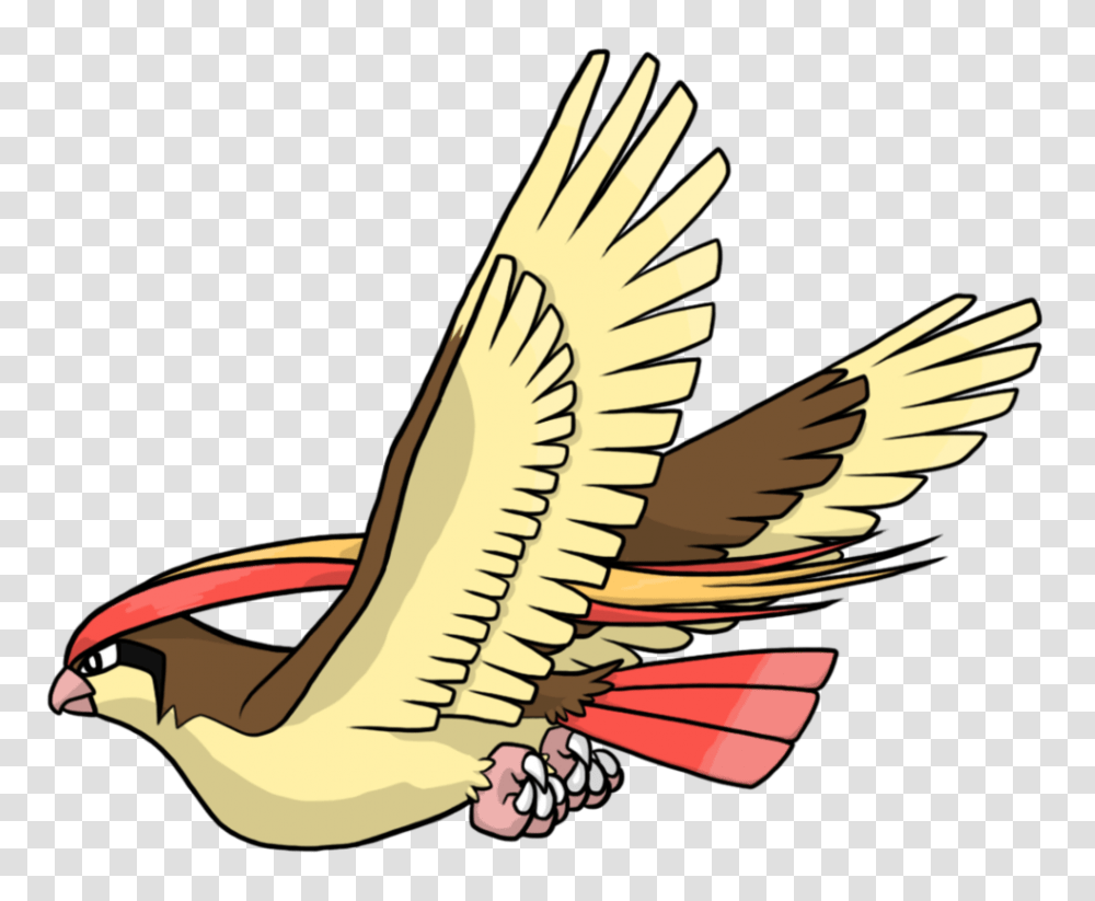 Pidgeot, Animal, Bird, Eagle Transparent Png
