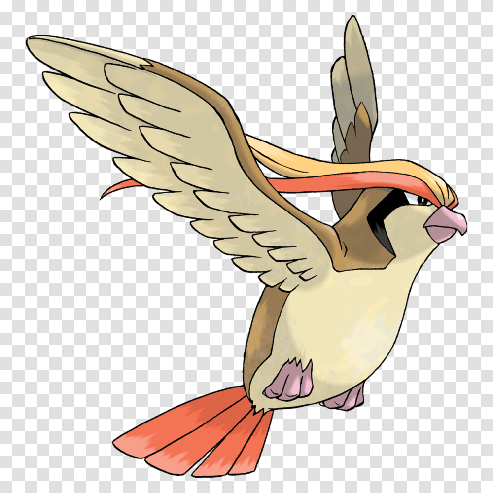 Pidgeot, Animal, Pelican, Bird, Flying Transparent Png
