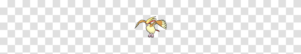 Pidgeot Sprites Gallery Database, Bird, Animal, Flying, Jay Transparent Png